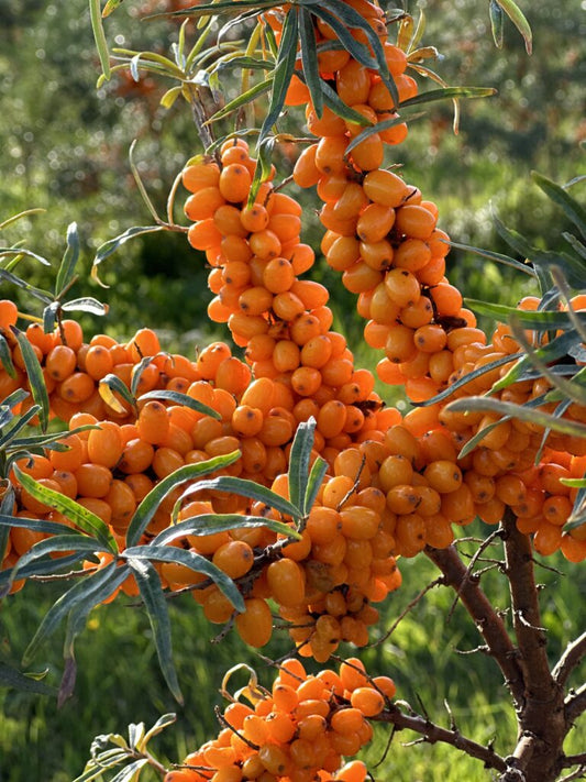 50 Sea Buckthorn Seeds (Hippophae rhamnoides), Seaberry Seeds, Hardy Fruit Shrub Seeds