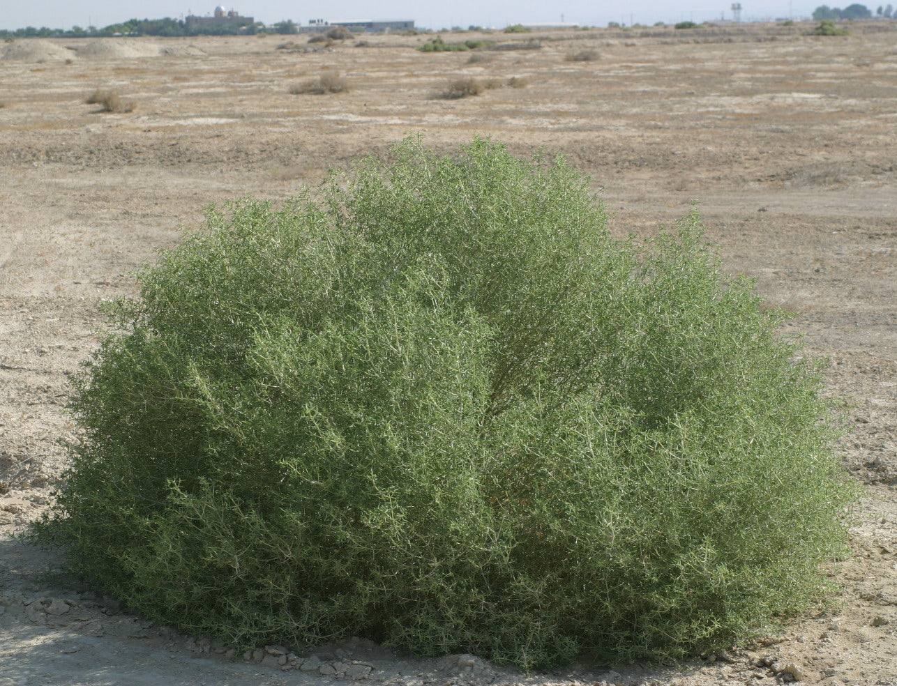 20 Seidlitzia rosmarinus Seeds, Saltwort Shrub