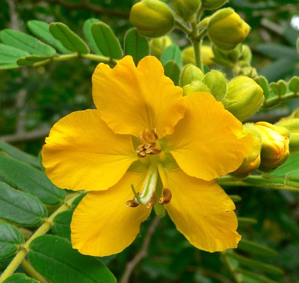 50 Senna alexandrina Seeds ,Indian Senna / Alexandrian Senna