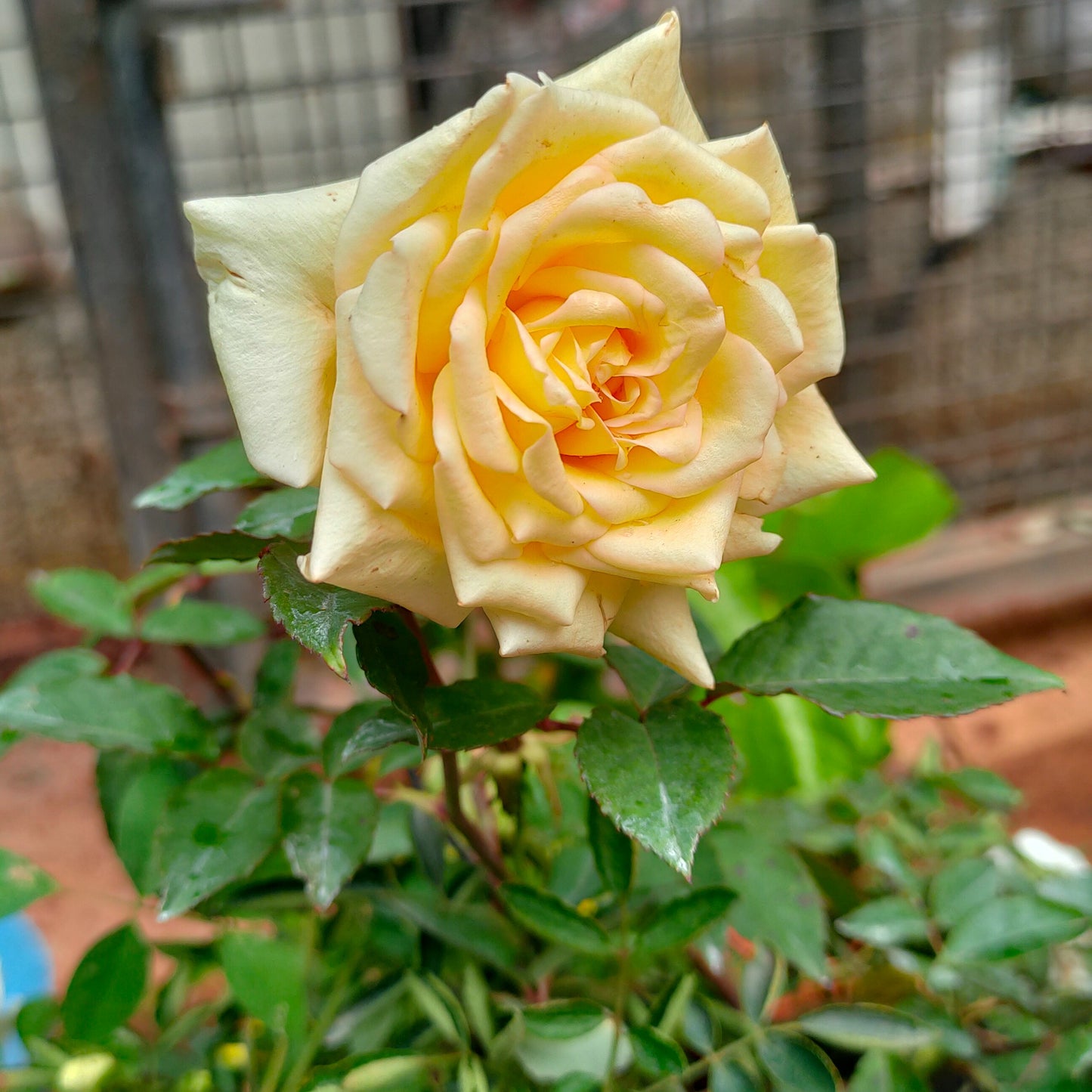 10 Seven days Rose (Yellow  ), Yellow Nadan Rose Plants With Phytosanitary certificate (Copy)