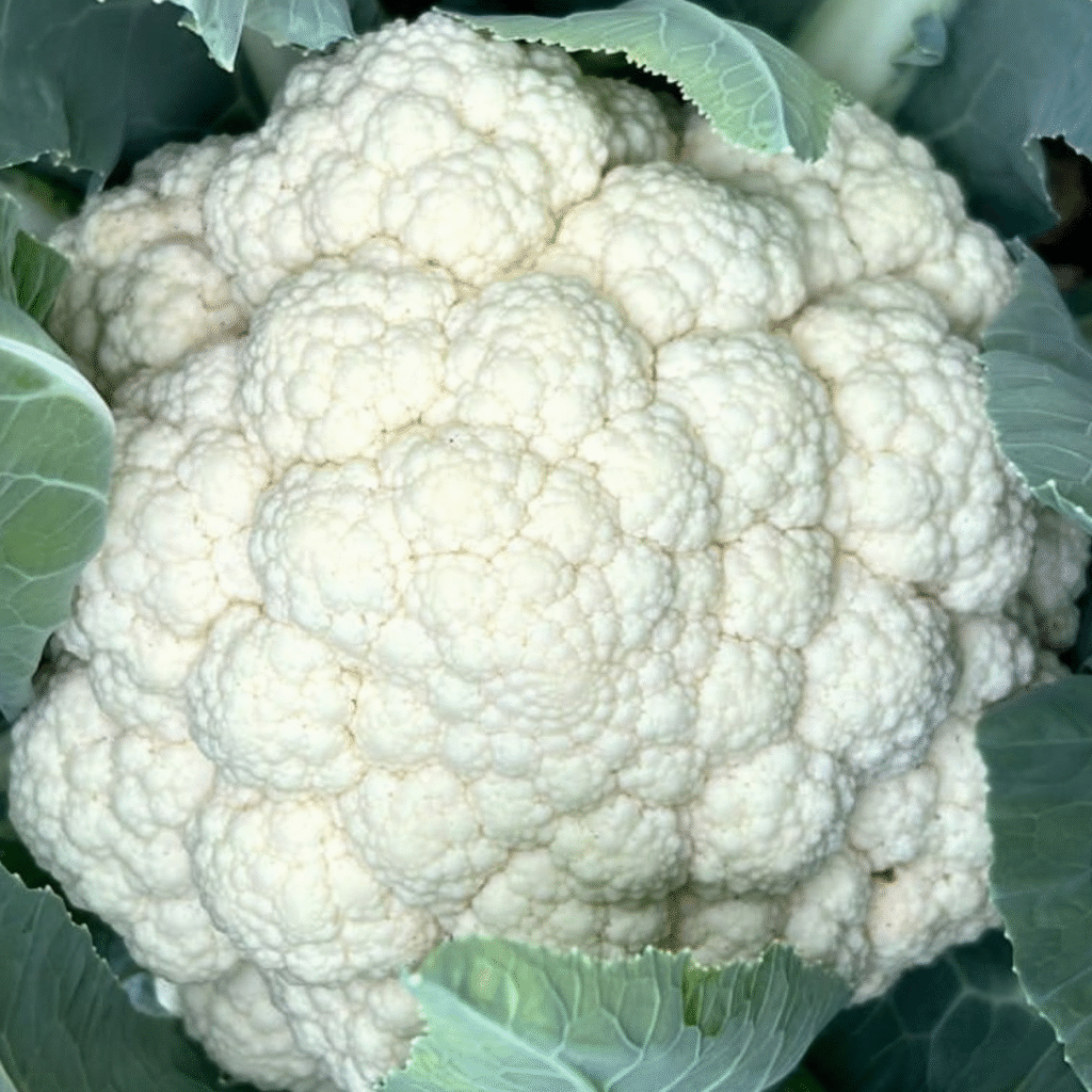 10 Gram Shalakha F1 Hybrid Cauliflower Seeds – Nongwoo Seeds