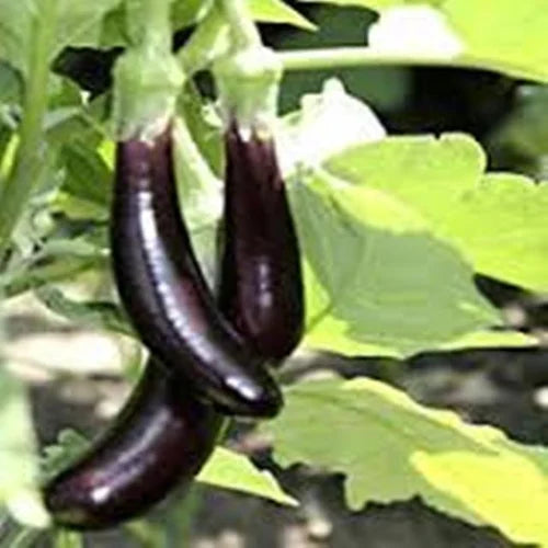 10 Grams Shaurya F1 Hybrid Eggplant Seeds | High-Yield Brinjal for Home Gardening