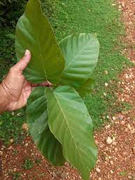 10 Shorea robusta Plants, Sal Timber Tree Plants