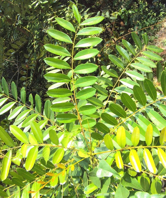 10 Simarouba Glauca Plants , Paradise Tree, Lakshmi taru Plants, With Phytosanitary certificate