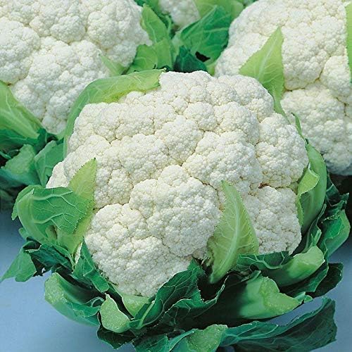 10 Grams Snow Crown F1 Hybrid Cauliflower Seeds | High-Yield  Cauliflower Variety