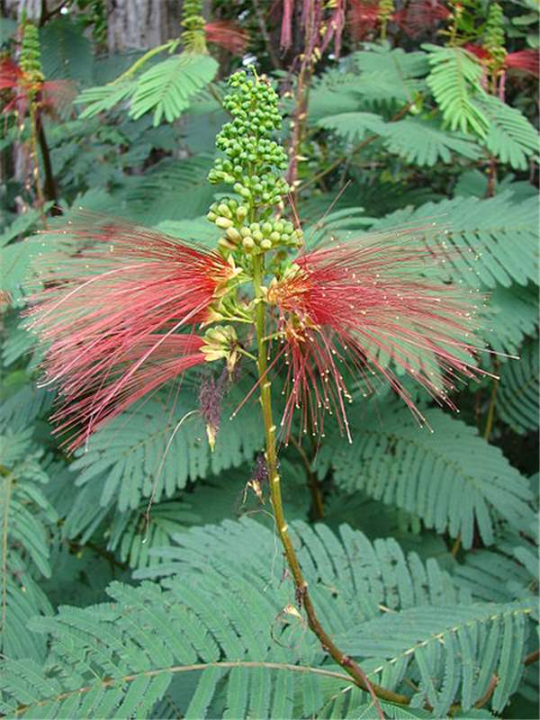 100 Calliandra Calothyrsus Seeds  ,Red Calliandra Seeds - Seedsforgarden (1999-2024 ) .We Ship Seeds & Live Plants Worldwide 