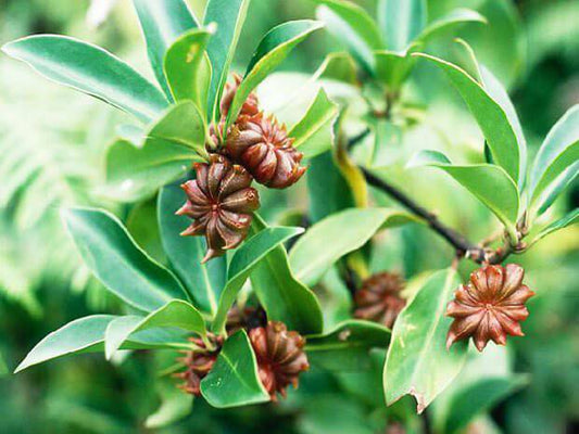 Illicium verum Seeds, Star anise Seed - Seedsforgarden (1999-2024 ) .We Ship Seeds & Live Plants Worldwide 