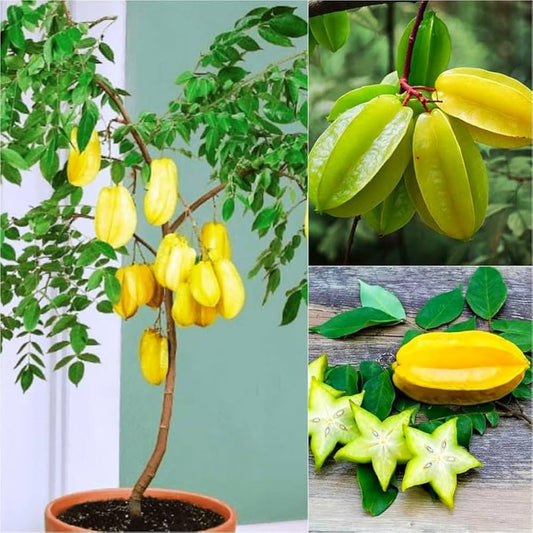 Fruit Seeds Catalogue