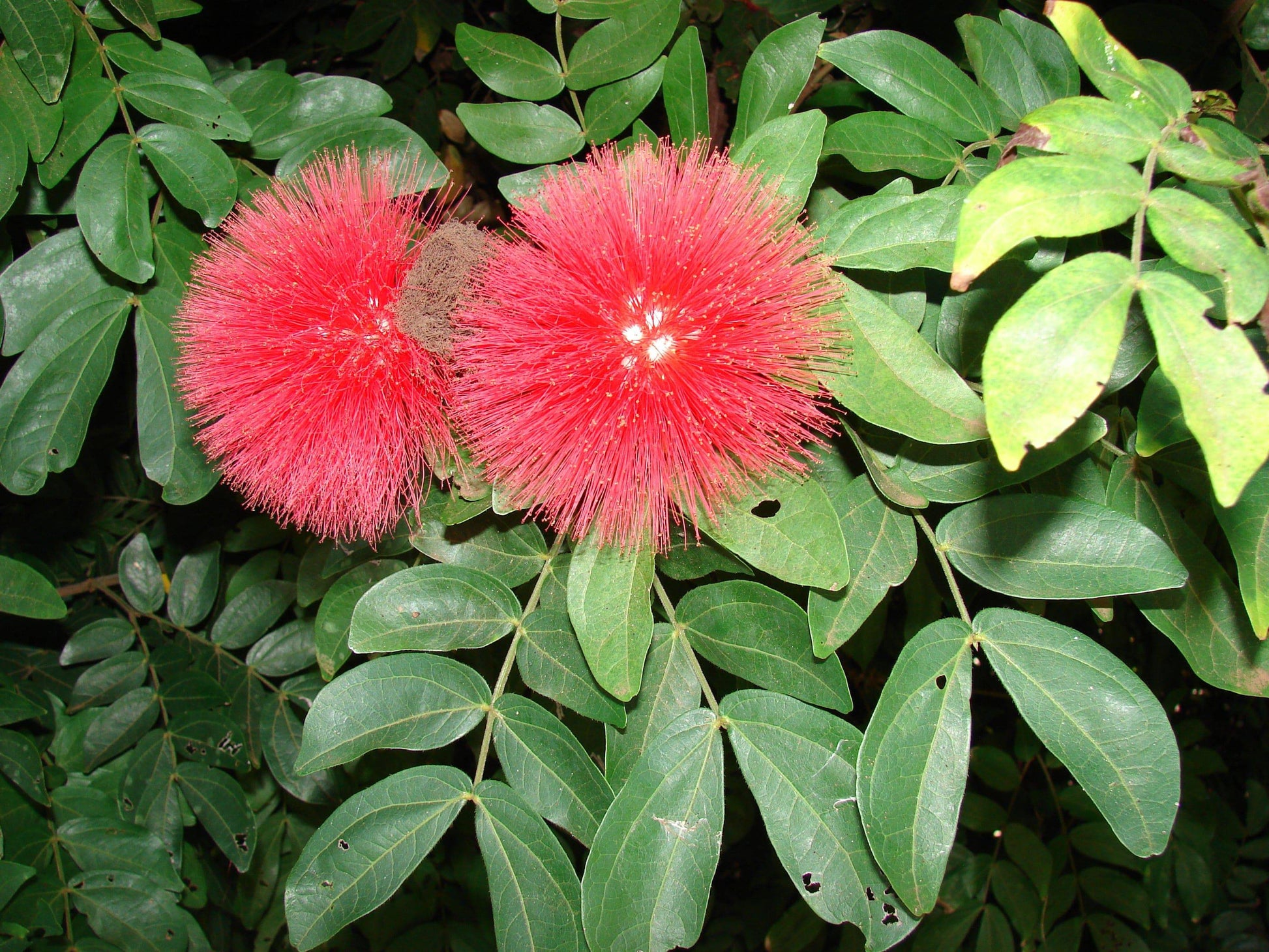 100 Calliandra Calothyrsus Seeds, Red Calliandra Seeds - Seedsforgarden (1999-2024 ) .We Ship Seeds & Live Plants Worldwide 