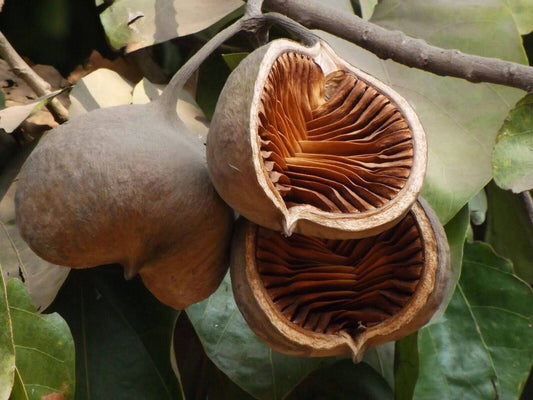 15 Sterculia alata Seeds, Buddha Coconut Tree Seeds , Pterygota alata Seeds - Seedsforgarden (1999-2024 ) .We Ship Seeds & Live Plants Worldwide 