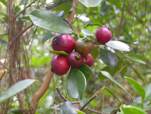 10 Psidium littorale  Plants, Strawberry Guava Plants