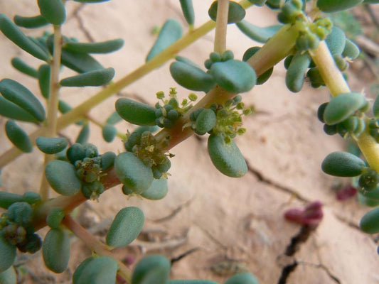 25 Suaeda vermiculata Seeds, Seablite Seeds,  Suaeda friticosa - Seedsforgarden (Since 1999).We Ship Seeds & Live Plants Worldwide 