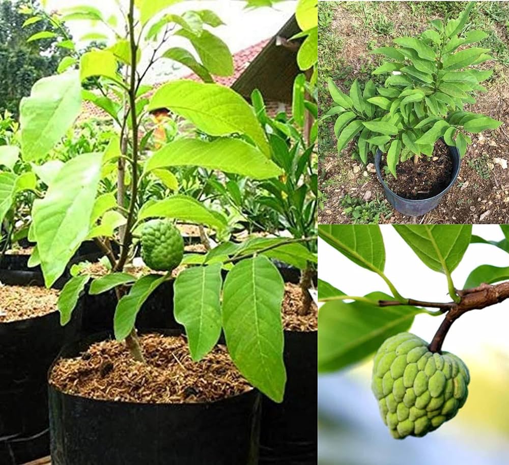 10 Annona squamosa Plants , Sugar Apple Plants,  With Phytosanitary certificate