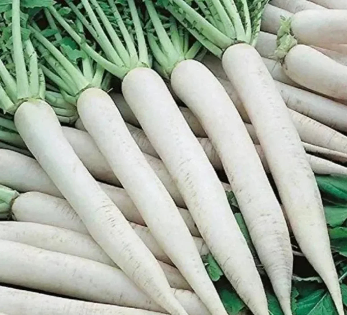 10 Grams Syngenta Ivory White F1 Hybrid Radish Seeds – Smooth White Roots
