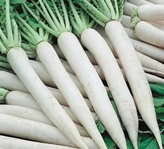 10 Grams Syngenta Ivory White F1 Hybrid Radish Seeds – Smooth White Roots