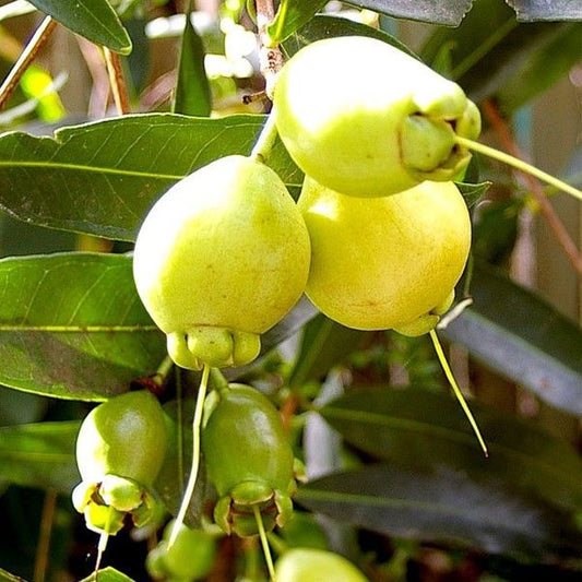 10 Syzygium Jambos Plants, Rose Apple, Paneer Chambakka With Phytosanitary certificate