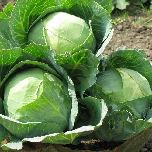 10 Grams T-772 F1 Hybrid Cabbage Seeds | High-Yield Compact Green Cabbage