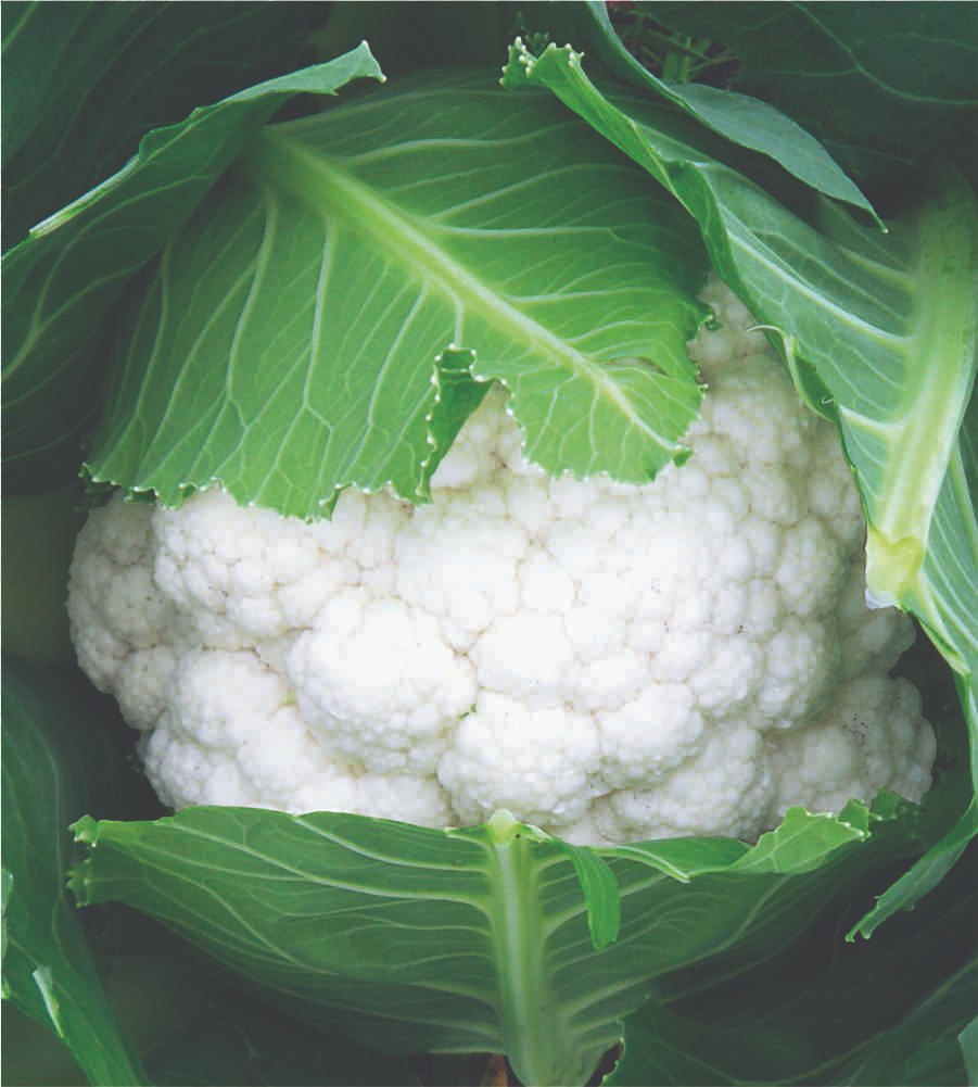 10 Grams Takii Snow Mountain F1 Hybrid Cauliflower Seeds | High-Yield, Large Snow-White Curds