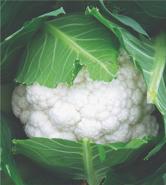10 Grams Takii Snow Mountain F1 Hybrid Cauliflower Seeds | High-Yield, Large Snow-White Curds