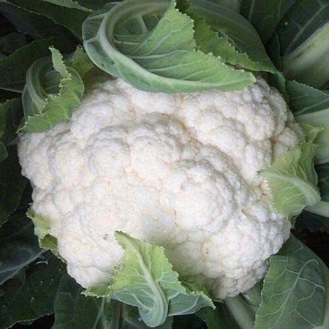 10 Grams Cauliflower Seeds for Cool Climates  | Takii Snow Mystique F1 Winter Cauliflower Seeds