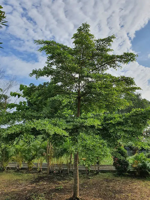 10 Terminalia Mantaly Plants , Madagascar Almond Plants,