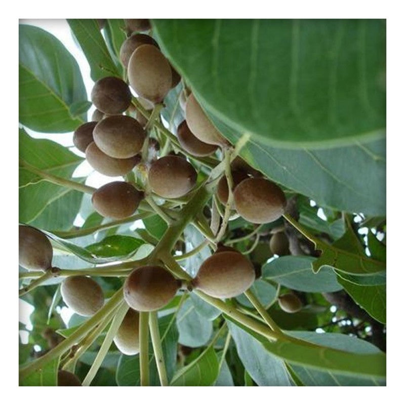 10 Terminalia bellirica Plants , Baheda Pllants , Belliric Myrobalan Plants