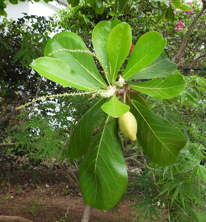5 Terminalia catappa Plants, Indian almond,Tropical almond ,With Phytosanitary Certificate - Botanika