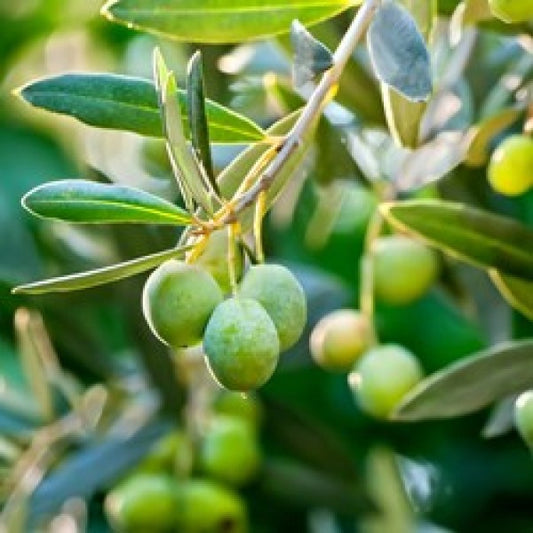 5 Thai Olive Fruit  Plants  (Grafted Plant ) , With Phytosanitary Certificate - Botanika