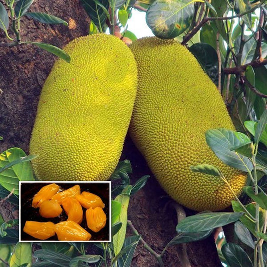 10 Artocarpus heterophyllus Plants, Honey Jackfruit Plants, Cheekavarikka Plants