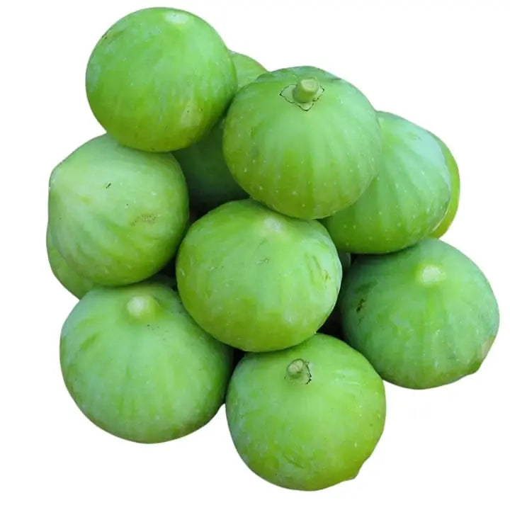 10 Grams Tinda Naresh F1 Hybrid Seeds | Indian Round Gourd Seeds, Praecitrullus fistulosus