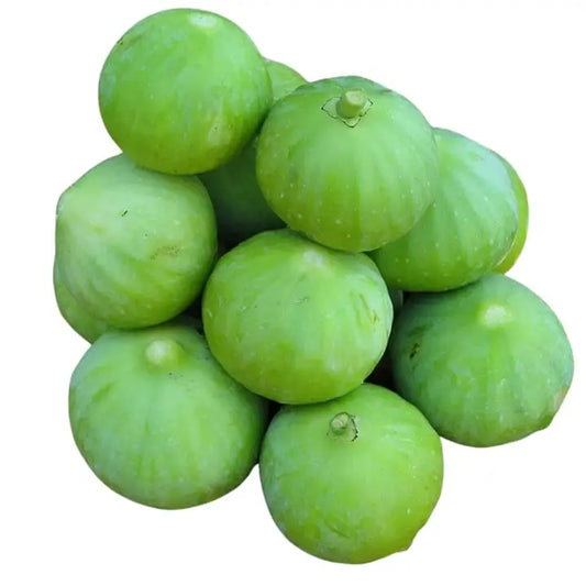 10 Grams Tinda Naresh F1 Hybrid Seeds | Indian Round Gourd Seeds, Praecitrullus fistulosus