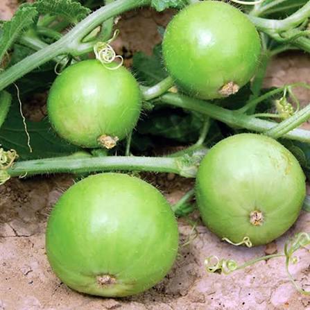 10 Grams Tinda Naresh F1 Hybrid Seeds ,Indian Round Gourd, Praecitrullus fistulosus Seeds
