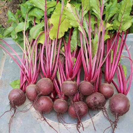 10 Gram Tokyo Red F1 Hybrid Beetroot Seeds | High-Yield Deep Red Chukandar