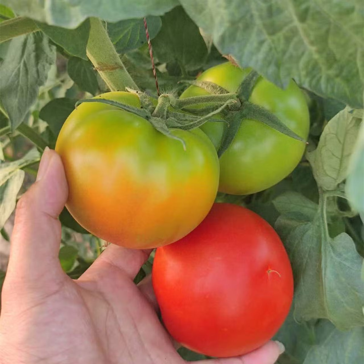 10 Grams Tomato Darsh F1 Hybrid HM Clause Seeds