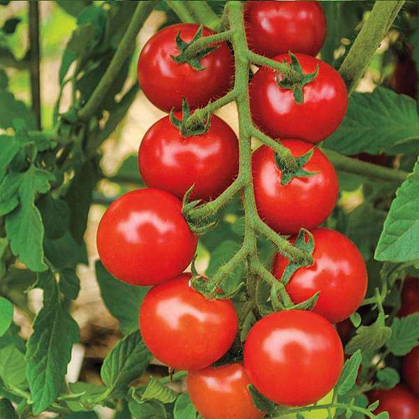 500 Seeds Tomato Pari F1 Hybrid – BASF Nunhems