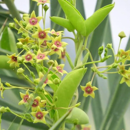 6 Tylophora indica Live Plants, Indian ipecac  Plants , With Phytosanitary Certificate - Seedsforgarden (Since 1999).We Ship Seeds & Live Plants Worldwide 