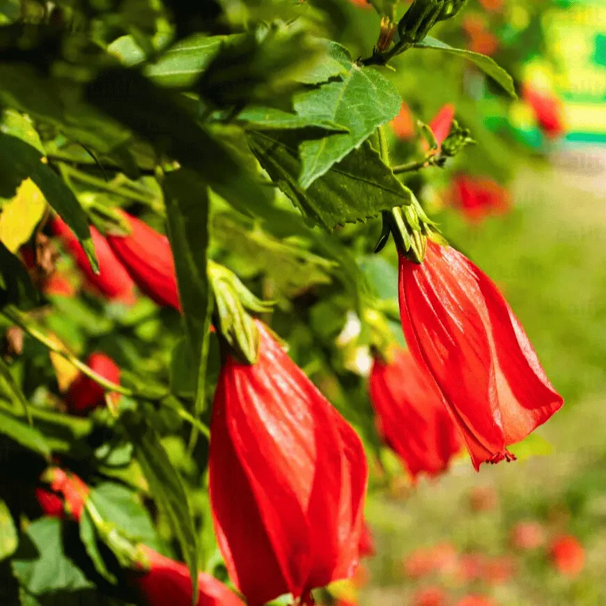 10 Chilli Hibiscus Plants , Sleeping Hibiscus Red, Malvaviscus arboreus  With Phytosanitary certificate