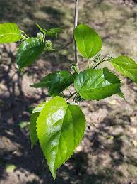 1000 V1 Mulberry Cuttings ,Morus alba Cuttings for Plantation. With Phytosanitary Certificate
