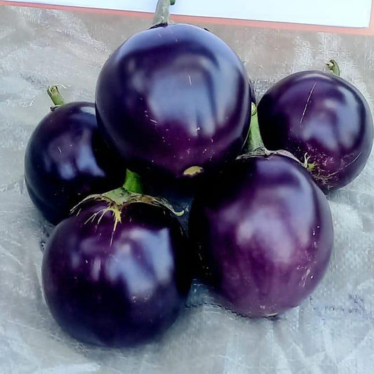 10 Grams VBH-129 F1 Hybrid Eggplant Seeds | High-Yield Round Purple Brinjal