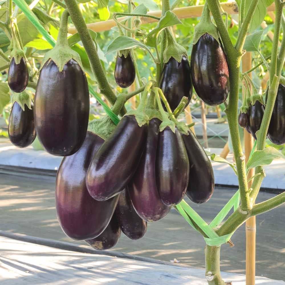 10  VNR 212 F1 Hybrid Eggplant Seeds –  Brinjal / Aubergine Seeds