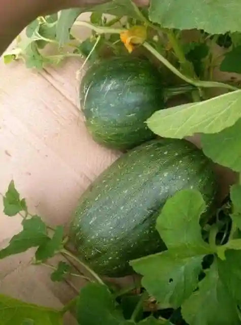 10 Grams VNR Jumbo F1 Hybrid Pumpkin Seeds | Cucurbita spp.
