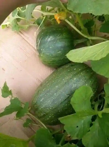 10 Grams VNR Jumbo F1 Hybrid Pumpkin Seeds | Cucurbita spp.