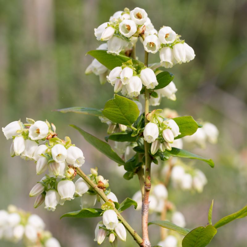 5 Vaccinium corymbosum 'Biloxi Plants,  Biloxi Blueberry, Southern Highbush Blueberry