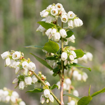 5 Vaccinium corymbosum 'Biloxi Plants,  Biloxi Blueberry, Southern Highbush Blueberry