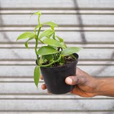 5 Vanilla planifolia Plants , Vanilla Bean Orchid Plants, With Phytosanitary certificate