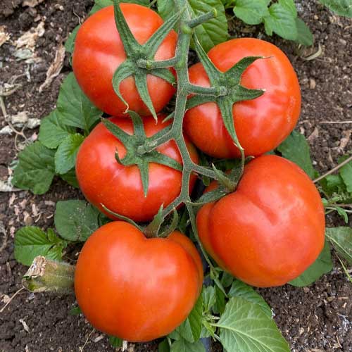 10 Grams Veer 2000 F1 Hybrid Tomato Seeds | High-Yield Firm Red Tomato Seeds