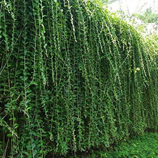 10 Vernonia elaeagnifolia Plants ,Curtain Creeper Plants , With Phytosanitary certificate - Seedsforgarden (Since 1999).We Ship Seeds & Live Plants Worldwide 