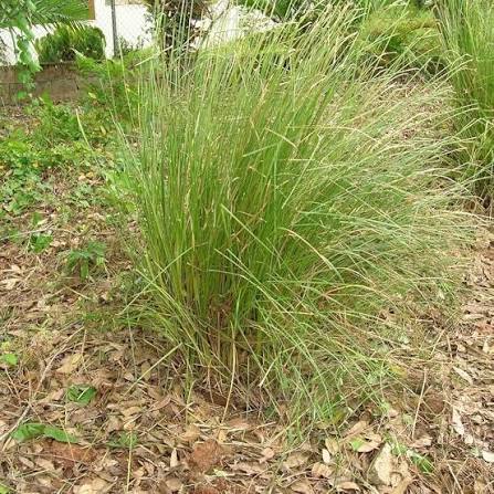 50 Vetiveria zizanioides Grass Slips Variety ( Gulabi ),Worldwide Shipping ,Rose-Scented Aromatic  Vetiver Roots for Oil