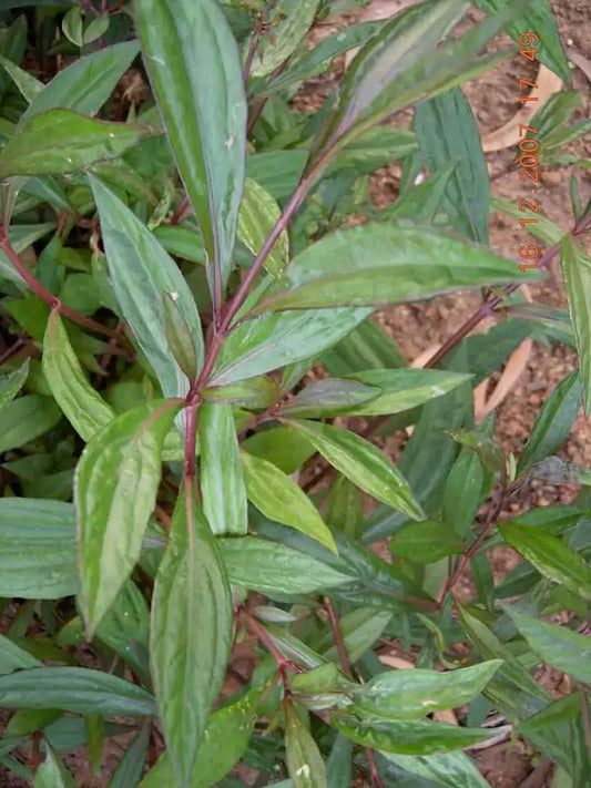 10 Vishapacha Live Plant – Ayapana triplinervis Plants  With Phytosanitary Certificate