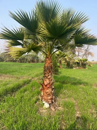 20 Washingtonia filifera,  California Fan Palm Seeds